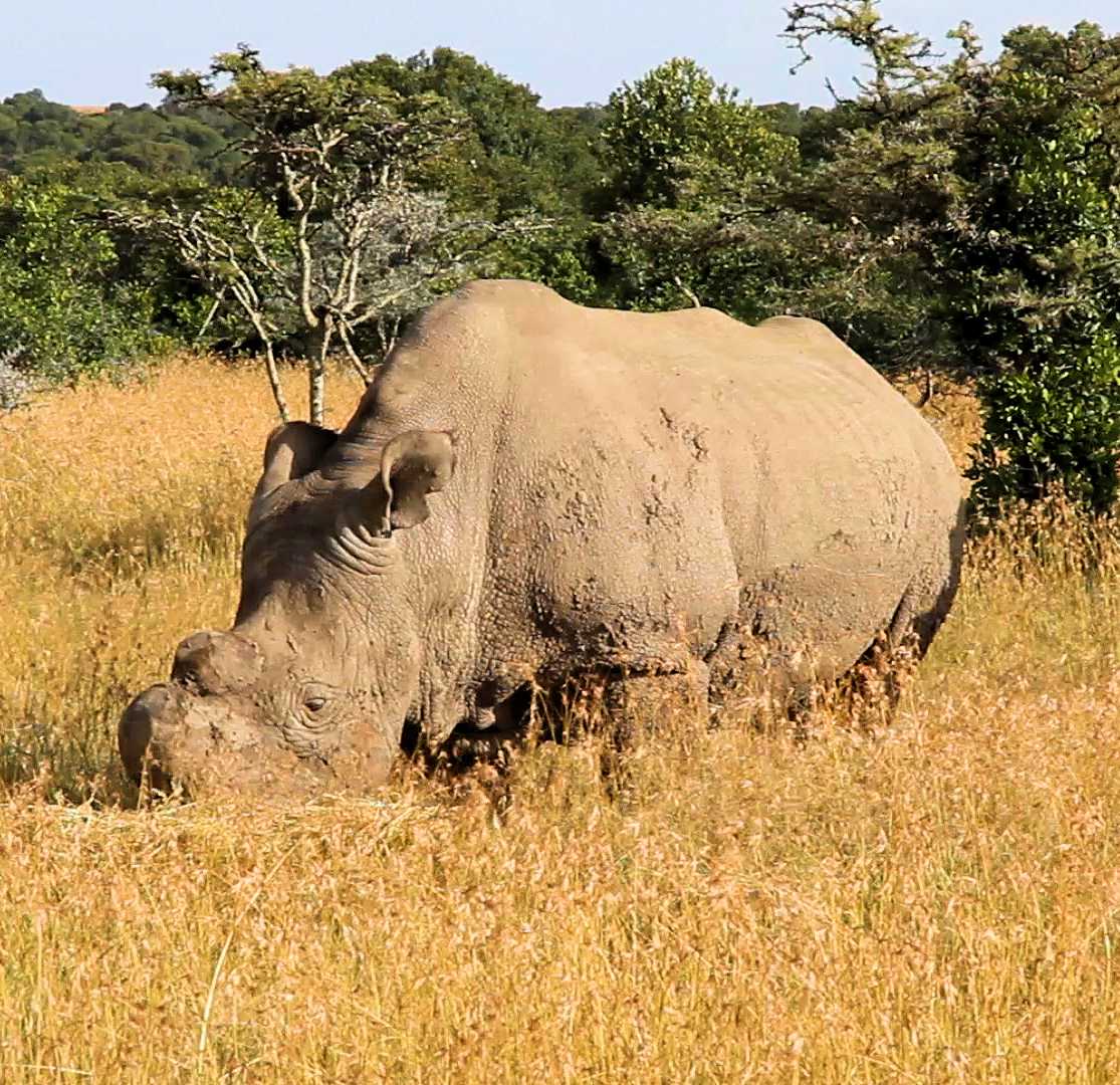 A northern white rhinoceros in Kenya - the most endangered species in the world.