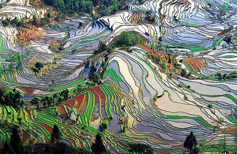Rice terraces in China, seen from above.