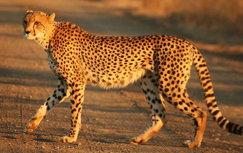 fastest land animal in the world