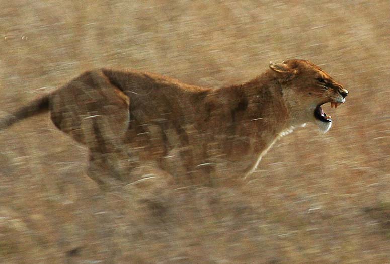 puma animal running speed